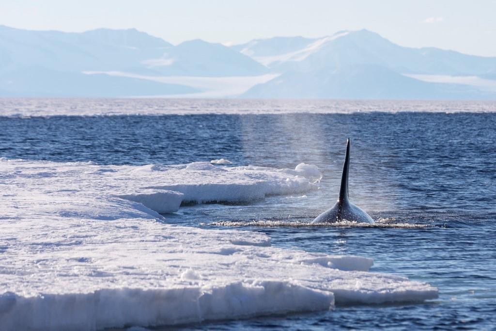  大自然地理教室 紐西蘭南島豐富的文化及生態大自然